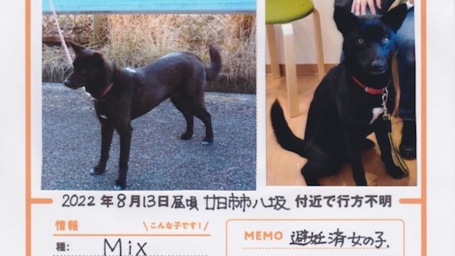 ＊緊急＊迷子犬情報です！→見つかりました！！の画像