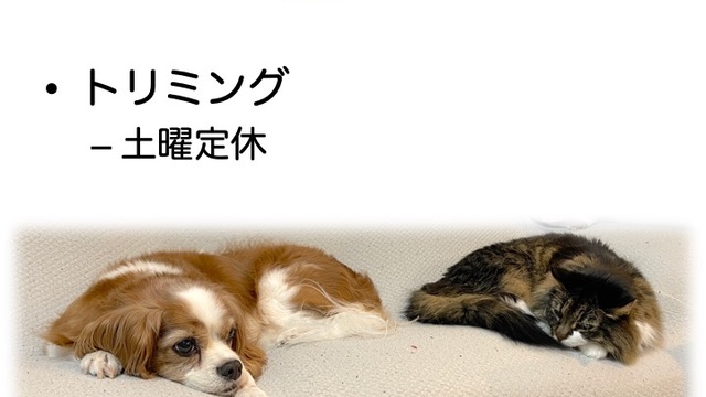 2023年6月の診療情報の画像