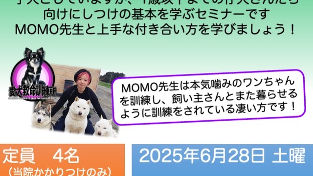 MOMO先生のしつけ教室 vol.2-1「子犬のしつけ」vol.2-2「散歩」の画像