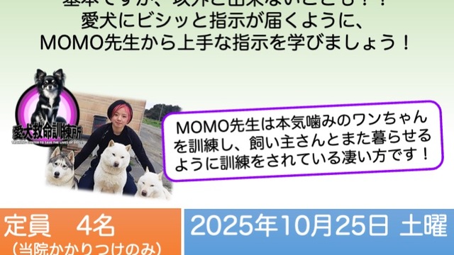 MOMO先生のしつけ教室 vol.3-1「伏せ！待て！」vol.3-2「散歩の実践」の画像